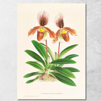 Illustrazioni Botaniche Cypripedium Oenanthum Superbum Jean Jules Linden jjl59 quadro stampato su tela