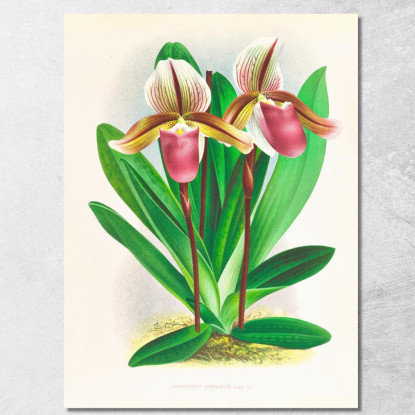Illustrazioni Botaniche Cypripedium Orphanum Jean Jules Linden jjl60 quadro stampato su tela