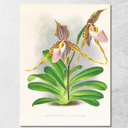 Illustrazioni Botaniche Cypripedium Praestans Var Kimballianum Jean Jules Linden jjl61 quadro stampato su tela