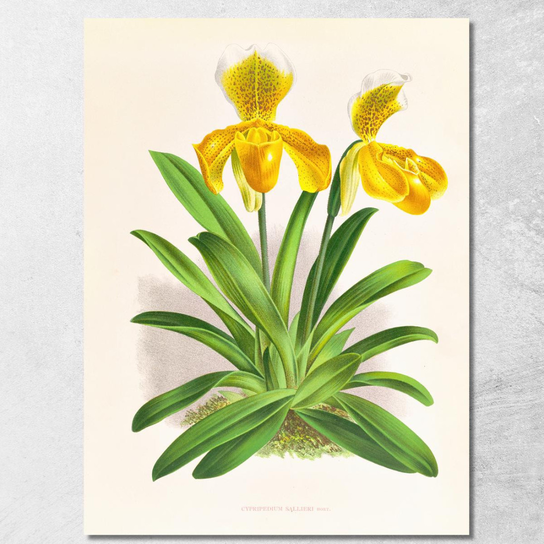 Illustrazioni Botaniche Cypripedium Sallieri Jean Jules Linden jjl62 quadro stampato su tela