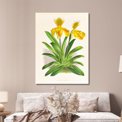 Illustrazioni Botaniche Cypripedium Sallieri Jean Jules Linden jjl62 quadro stampato su tela