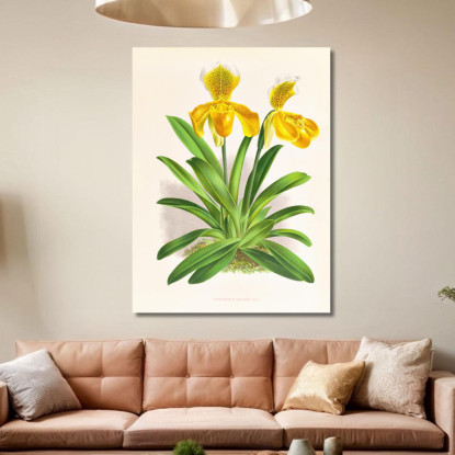 Illustrazioni Botaniche Cypripedium Sallieri Jean Jules Linden jjl62 quadro stampato su tela