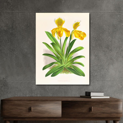 Illustrazioni Botaniche Cypripedium Sallieri Jean Jules Linden jjl62 quadro stampato su tela