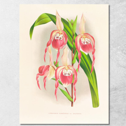 Illustrazioni Botaniche Cypripedium Schroderae Var Splendens Jean Jules Linden jjl63 quadro stampato su tela