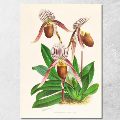 Illustrazioni Botaniche Cypripedium Selligerum Majus Jean Jules Linden jjl64 quadro stampato su tela