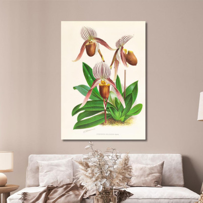 Illustrazioni Botaniche Cypripedium Selligerum Majus Jean Jules Linden jjl64 quadro stampato su tela