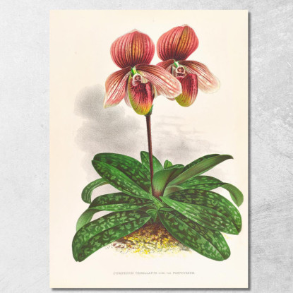 Illustrazioni Botaniche Cypripedium Tessellatum Jean Jules Linden jjl66 quadro stampato su tela