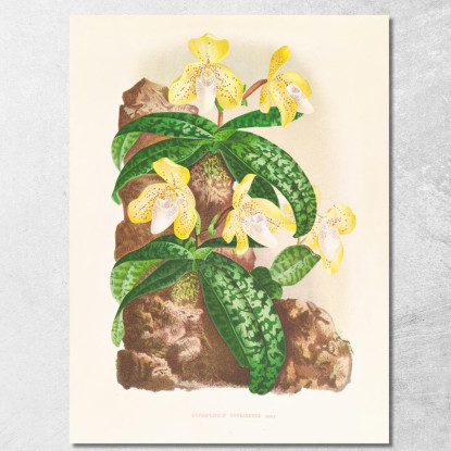 Illustrazioni Botaniche Cypripedium Tonkinense Jean Jules Linden jjl67 quadro stampato su tela