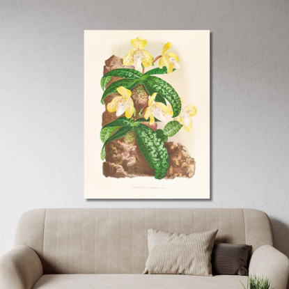 Illustrazioni Botaniche Cypripedium Tonkinense Jean Jules Linden jjl67 quadro stampato su tela