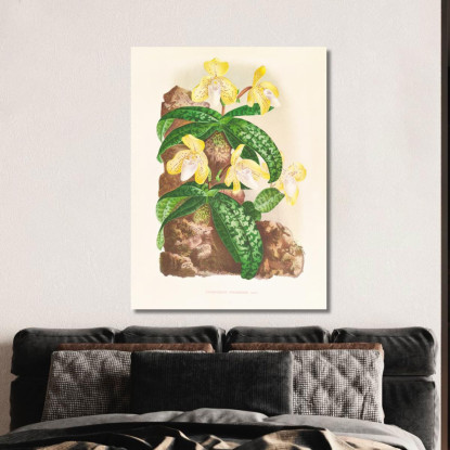Illustrazioni Botaniche Cypripedium Tonkinense Jean Jules Linden jjl67 quadro stampato su tela