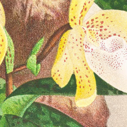 Illustrazioni Botaniche Cypripedium Tonkinense Jean Jules Linden jjl67 quadro stampato su tela