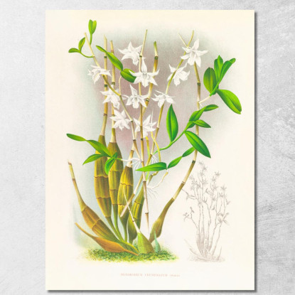Illustrazioni Botaniche Dendrobium Crumenatum Jean Jules Linden jjl69 quadro stampato su tela
