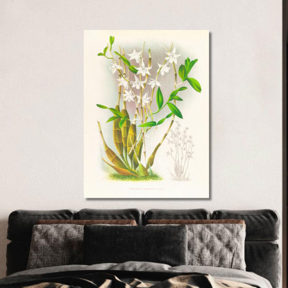 Illustrazioni Botaniche Dendrobium Crumenatum Jean Jules Linden jjl69 quadro stampato su tela