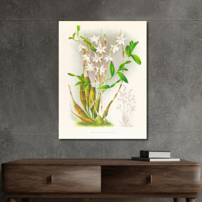 Illustrazioni Botaniche Dendrobium Crumenatum Jean Jules Linden jjl69 quadro stampato su tela
