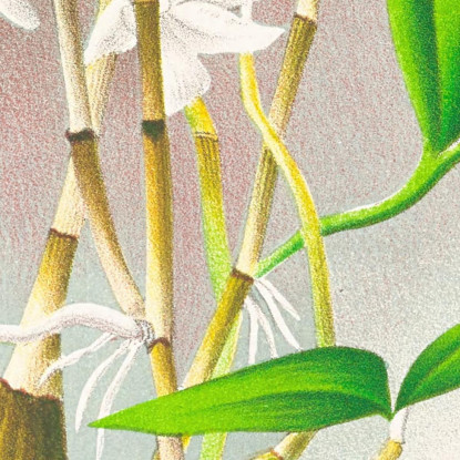 Illustrazioni Botaniche Dendrobium Crumenatum Jean Jules Linden jjl69 quadro stampato su tela