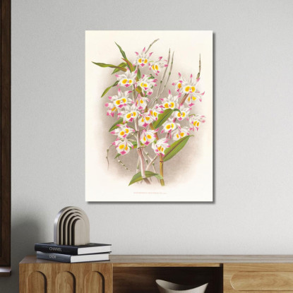Illustrazioni Botaniche Dendrobium Devonianum Jean Jules Linden jjl70 quadro stampato su tela