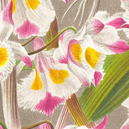 Illustrazioni Botaniche Dendrobium Devonianum Jean Jules Linden jjl70 quadro stampato su tela