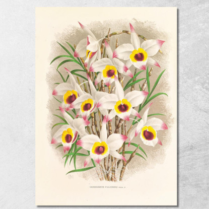 Illustrazioni Botaniche Dendrobium Falconeri Jean Jules Linden jjl71 quadro stampato su tela
