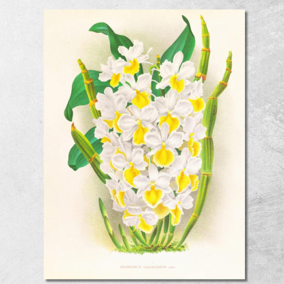 Illustrazioni Botaniche Dendrobium Galliceanum Jean Jules Linden jjl72 quadro stampato su tela
