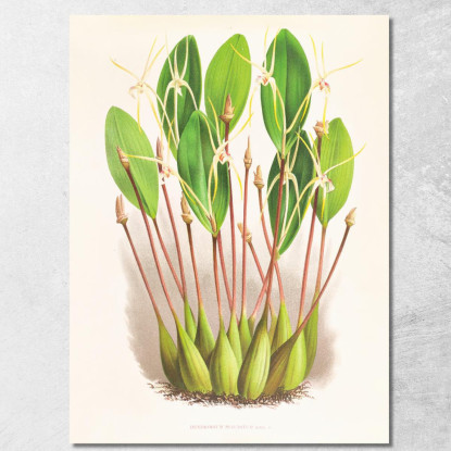 Illustrazioni Botaniche Dendrobium Inauditum Jean Jules Linden jjl73 quadro stampato su tela