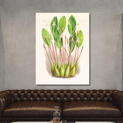 Illustrazioni Botaniche Dendrobium Inauditum Jean Jules Linden jjl73 quadro stampato su tela