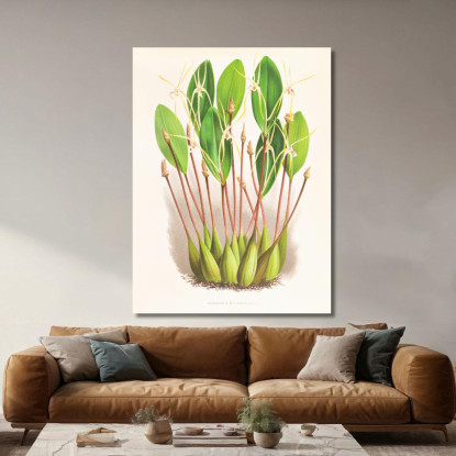 Illustrazioni Botaniche Dendrobium Inauditum Jean Jules Linden jjl73 quadro stampato su tela