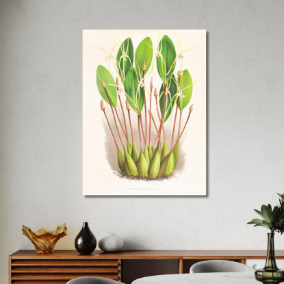 Illustrazioni Botaniche Dendrobium Inauditum Jean Jules Linden jjl73 quadro stampato su tela