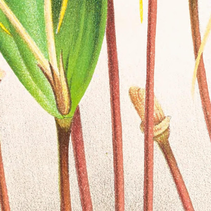 Illustrazioni Botaniche Dendrobium Inauditum Jean Jules Linden jjl73 quadro stampato su tela