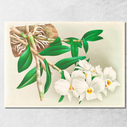 Illustrazioni Botaniche Dendrobium Infundibulum Jean Jules Linden jjl74 quadro stampato su tela