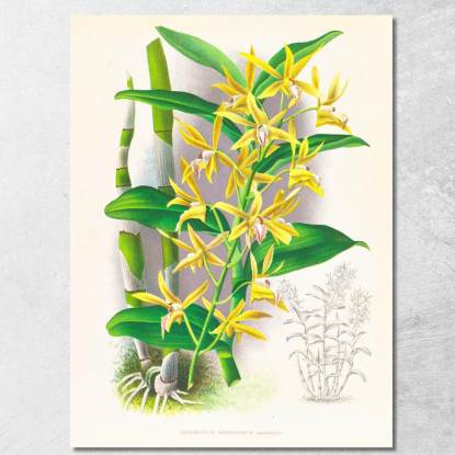 Illustrazioni Botaniche Dendrobium Mirbelianum Jean Jules Linden jjl75 quadro stampato su tela