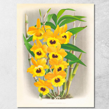 Illustrazioni Botaniche Dendrobium Paxtoni Jean Jules Linden jjl76 quadro stampato su tela
