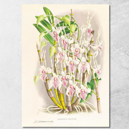 Illustrazioni Botaniche Dendrobium Stratiotes Jean Jules Linden jjl77 quadro stampato su tela
