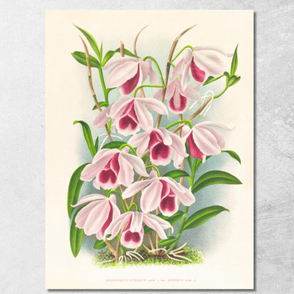 Illustrazioni Botaniche Dendrobium Superbum Var Anosmum Jean Jules Linden jjl78 quadro stampato su tela