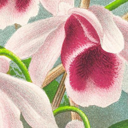 Illustrazioni Botaniche Dendrobium Superbum Var Anosmum Jean Jules Linden jjl78 quadro stampato su tela