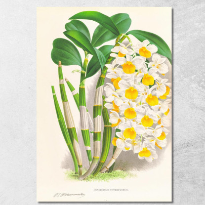 Illustrazioni Botaniche Dendrobium Thyrsiflorum Jean Jules Linden jjl79 quadro stampato su tela