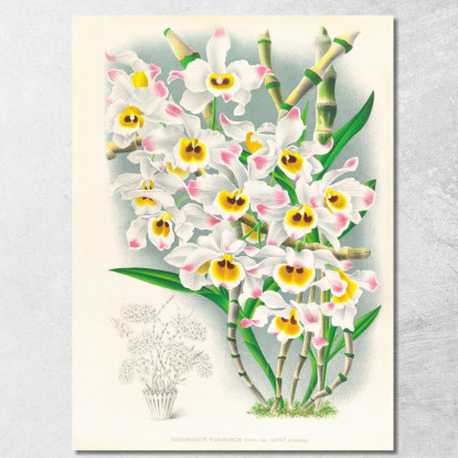 Illustrazioni Botaniche Dendrobium Wardianum Jean Jules Linden jjl80 quadro stampato su tela