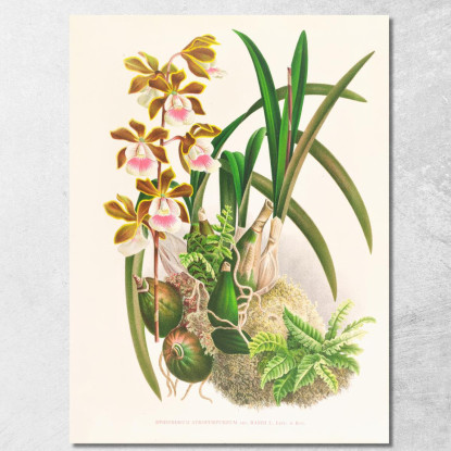Illustrazioni Botaniche Epidendrum Atropurpureum Jean Jules Linden jjl81 quadro stampato su tela