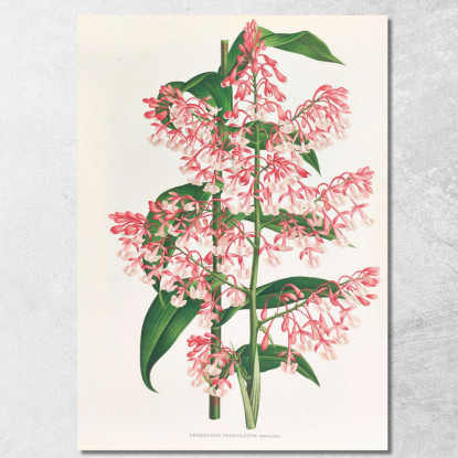 Illustrazioni Botaniche Epidendrum Paniculatum Jean Jules Linden jjl82 quadro stampato su tela