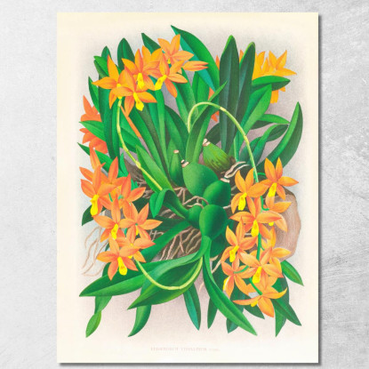 Illustrazioni Botaniche Epidendrum Vitellinum Jean Jules Linden jjl84 quadro stampato su tela