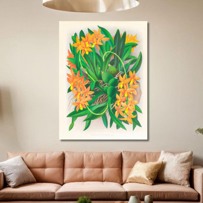 Illustrazioni Botaniche Epidendrum Vitellinum Jean Jules Linden jjl84 quadro stampato su tela