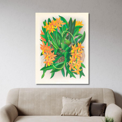 Illustrazioni Botaniche Epidendrum Vitellinum Jean Jules Linden jjl84 quadro stampato su tela