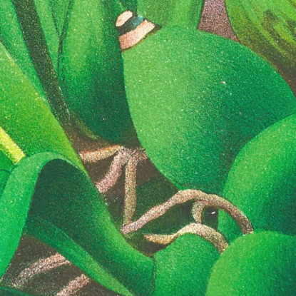 Illustrazioni Botaniche Epidendrum Vitellinum Jean Jules Linden jjl84 quadro stampato su tela