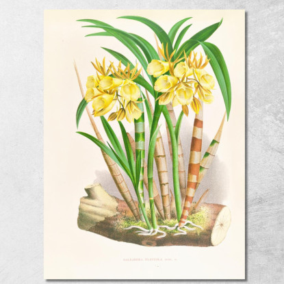 Illustrazioni Botaniche Galeandra Flaveola Jean Jules Linden jjl85 quadro stampato su tela