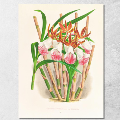 Illustrazioni Botaniche Galendra Devoniana Jean Jules Linden jjl86 quadro stampato su tela