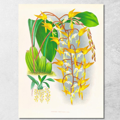 Illustrazioni Botaniche Gongora Maculata Jean Jules Linden jjl87 quadro stampato su tela
