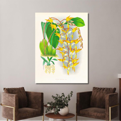Illustrazioni Botaniche Gongora Maculata Jean Jules Linden jjl87 quadro stampato su tela