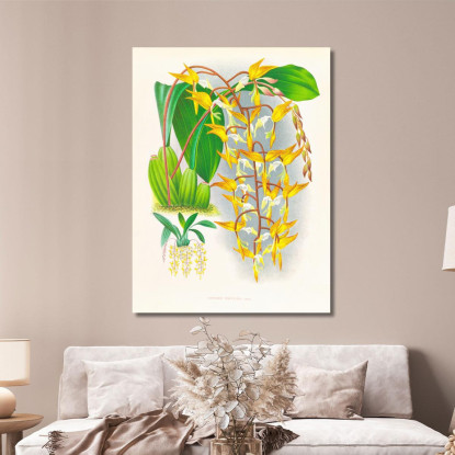 Illustrazioni Botaniche Gongora Maculata Jean Jules Linden jjl87 quadro stampato su tela