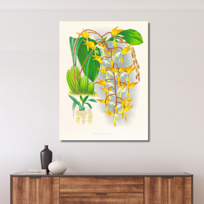 Illustrazioni Botaniche Gongora Maculata Jean Jules Linden jjl87 quadro stampato su tela