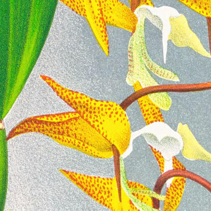 Illustrazioni Botaniche Gongora Maculata Jean Jules Linden jjl87 quadro stampato su tela