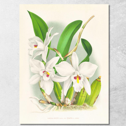 Illustrazioni Botaniche Laelia Anceps Var Hyeana Jean Jules Linden jjl89 quadro stampato su tela
